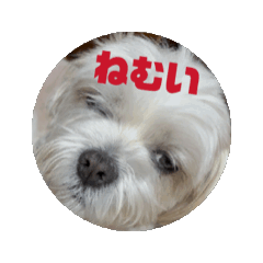 round and cute Maru kun...part2