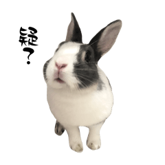 Lin’s兔
