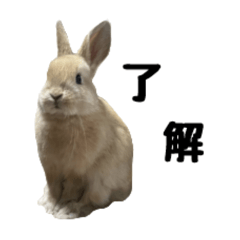 KOMUGI._20240504164458