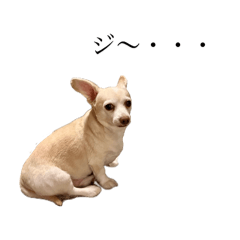 The Kaneda doggo