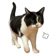 Displeased cat