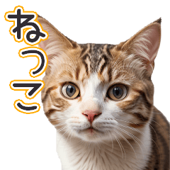 Cat Sticker-4JP(40types)