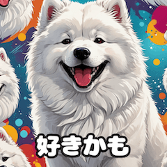 Smiling Samoyeds