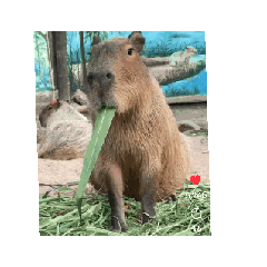 capybaras （8）