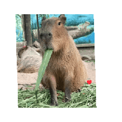 capybaras 8