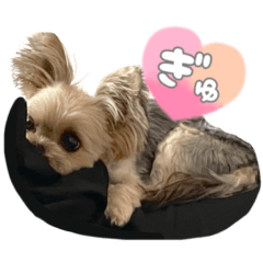 Yorkshire Terrier chihuahua mixed breed