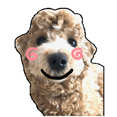 Mousee, a good Maltipoo boy's Sticker