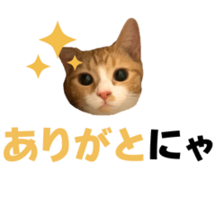 Hoppy is "tansoku" cat