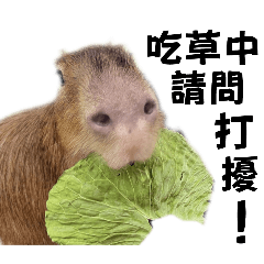 capybaras8