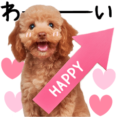 Polite Toy Poodle Stickers