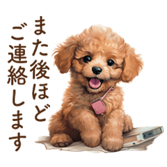 Cute Toy poodle | Polite Language