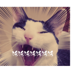 罵丸喵歸剛ㄟ