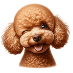 A very expressive toy poodle