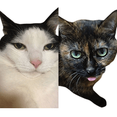 sabi&hachiware cat