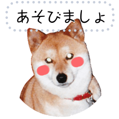 【柴犬】ツキちゃん★メッセージスタンプ★