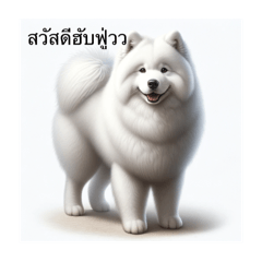 Soba Fu the Samoyed: young and happy