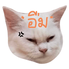 Angry Cat_20240506022051