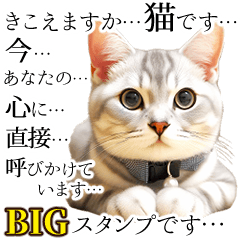Cat [Real, BIG] Standard,& popular words