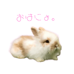 rabbit moi