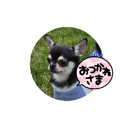 Chihuahua aisatu