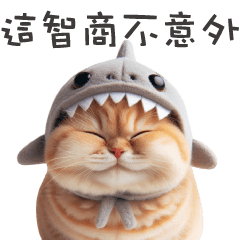 shark kitten