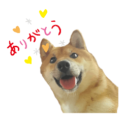 shibainu-corocoro