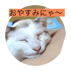 HyperCuteCute cat stamp