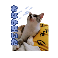 CAT'S in japan