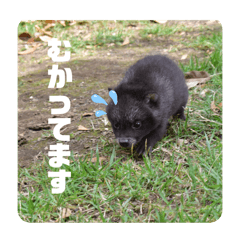 Japan Wildlife Center_20240503173439