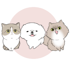 Pekingese's white and friends