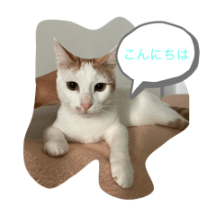 Cat Stamp Asumi