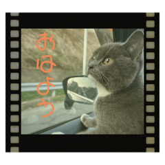 僕の名前はカブト