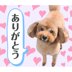 トイプー空ちゃんのスタンプ