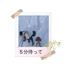 Dog  Stamp Kuro Komu Maron  Action
