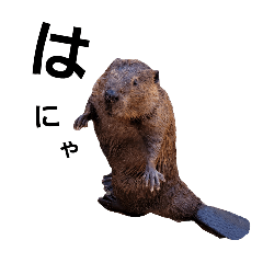 beaver_STAMP