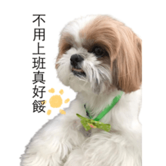 Lazy Shih Tzu Dog's daily life