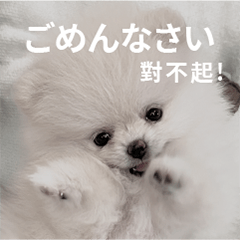 Memo Pomeranian Baby
