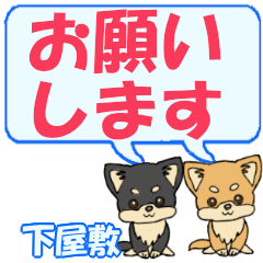 Shimoyashiki's letters Chihuahua2