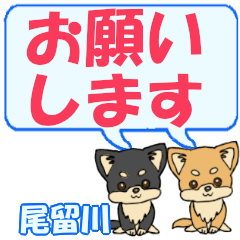 Otomekawa's letters Chihuahua2