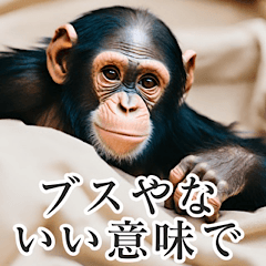 Sassy Chimpanzee in Kansai Dialect