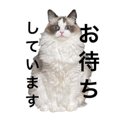 Mel of Ragdoll