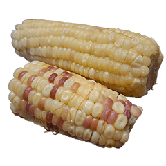 食物系列 : 一些玉米 #20