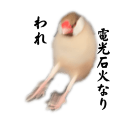 われ　シナモン文鳥なり