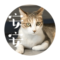 芝麻糊加奶糖全糖人生