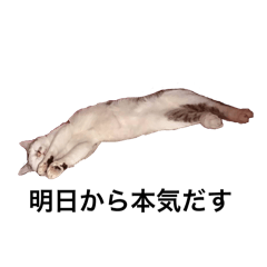 ぬこ達のすたむぷ
