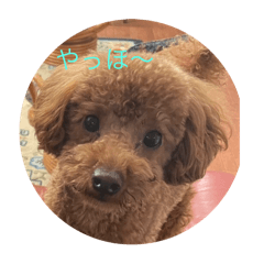 Dog  Stamp Maron