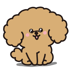 Toy poodle acting cute