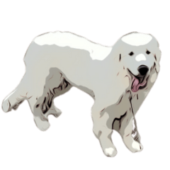 Fluffy Great Pyrenees