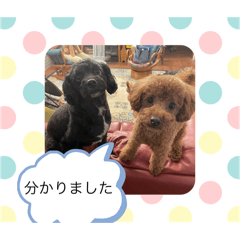 Dog  Stamp Kuro Maron