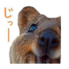 Happy Animal_Quacker Wallaby5